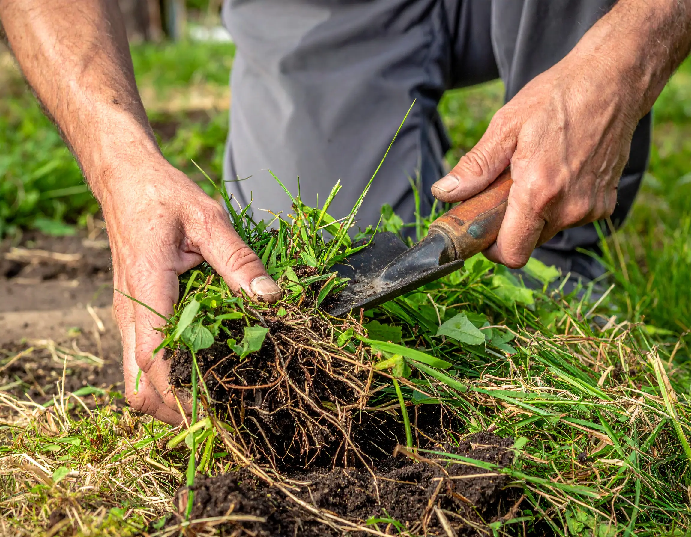 top 5 sodding seasonal preparation steps for oakville lawns 1 7