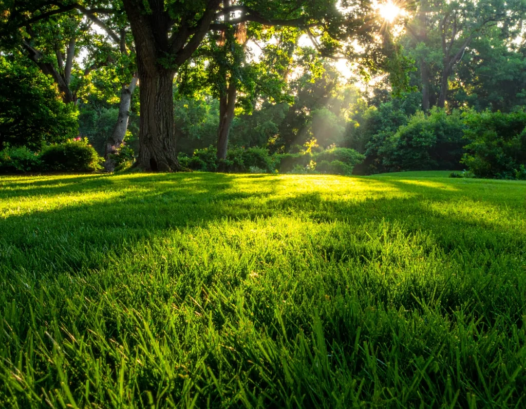 top 5 sodding grass varieties best-suited to oakville’s climate c 9