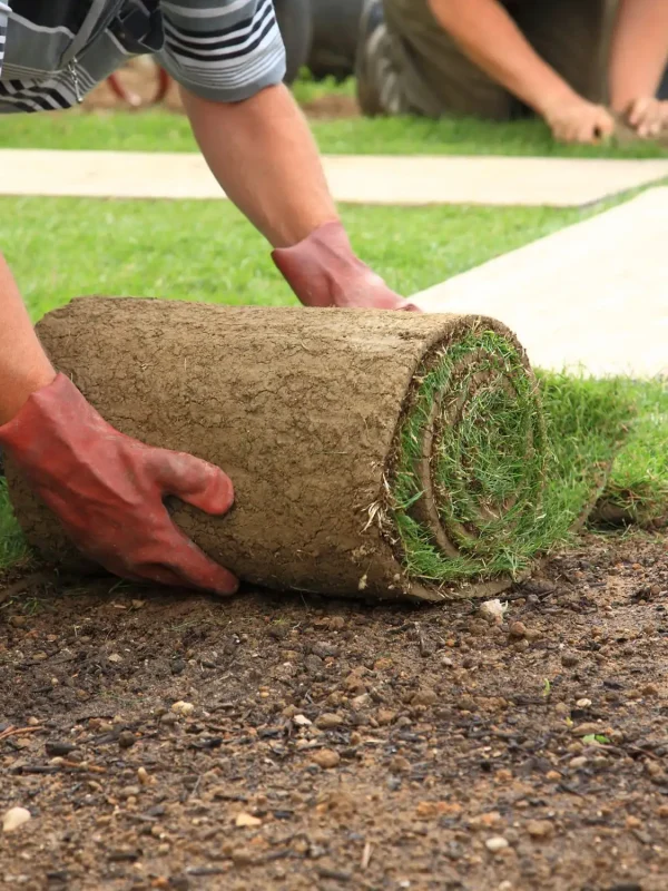 low-maintenance-full-sun-landscape-design-proc