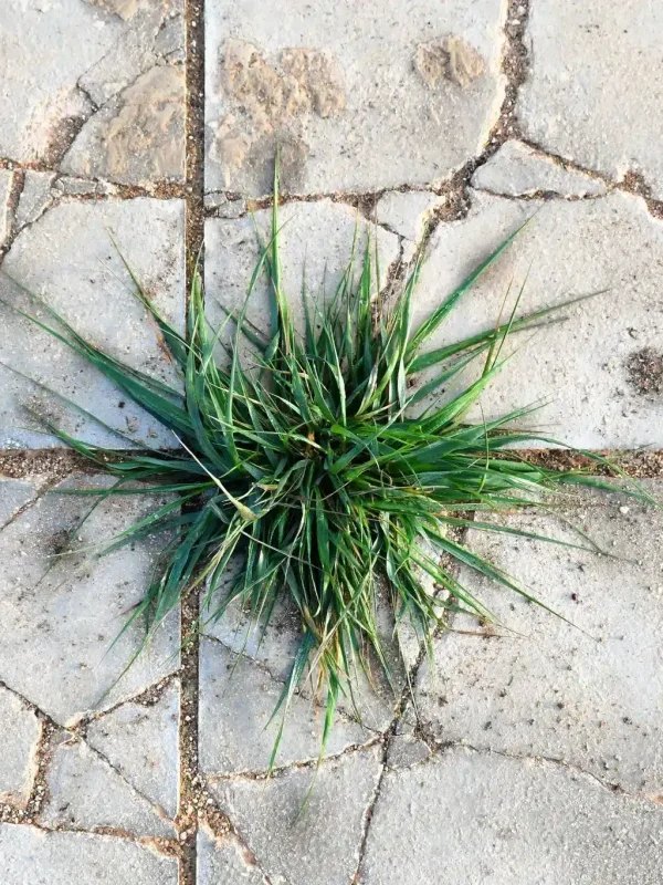 weed-control-h2